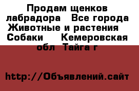 Продам щенков лабрадора - Все города Животные и растения » Собаки   . Кемеровская обл.,Тайга г.